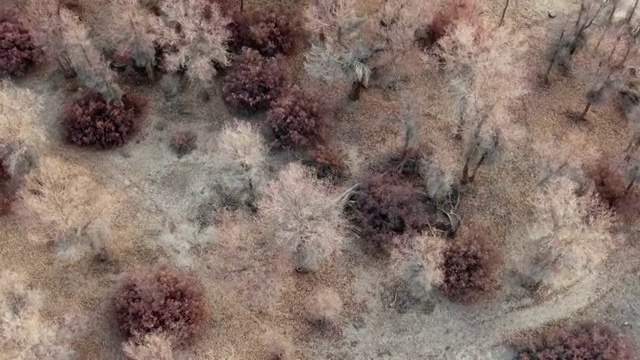 航拍中国新疆冬季塔克拉玛干沙漠里的胡杨林视频素材