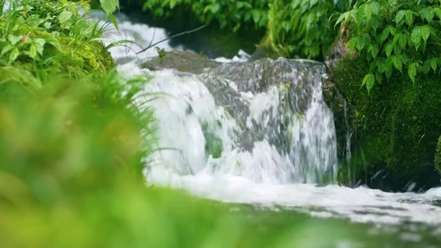 森林中的小溪视频素材