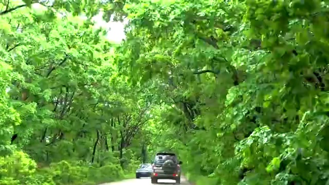 黑龙江鸡西：奔驰在兴凯湖湖岗绿色隧道中视频素材