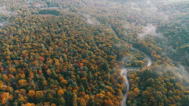 航拍长白山茂密的秋季林海视频素材