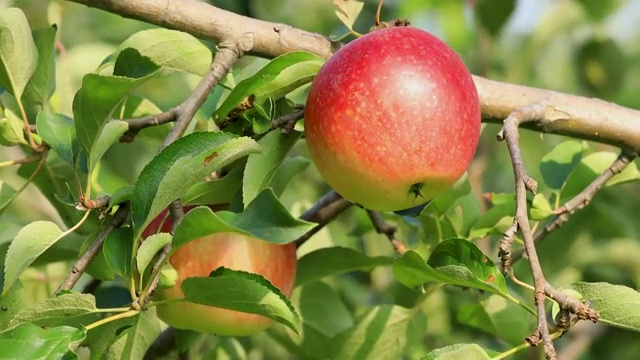 果园里成熟的红苹果。视频素材