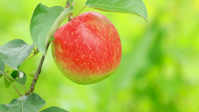 果园里成熟的红苹果。视频素材