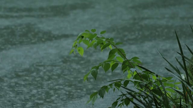 湖水边的植物视频素材