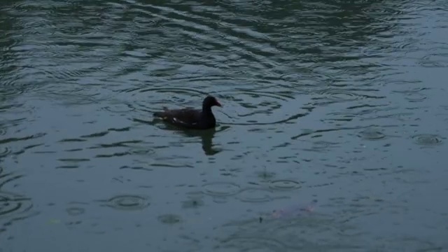 雨天觅食的黑水鸡视频素材