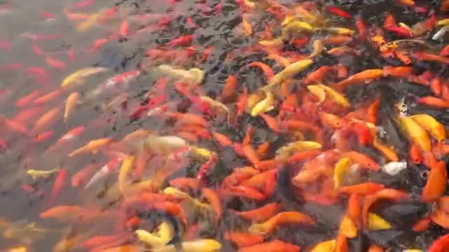 在水中游动的大量金鱼视频素材