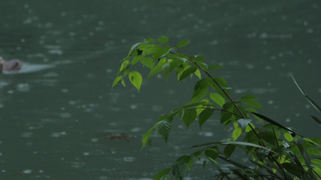 下雨天的湖泊视频素材