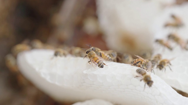 养蜂场的蜜蜂视频素材