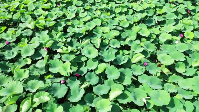 夏季南京市玄武湖公园盛开的荷花视频素材