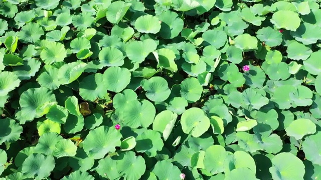 盛夏南京玄武湖公园湖面上茂盛的荷花与荷叶视频素材