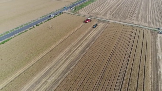 夏日芒种收割小麦收割机麦田走路视频素材