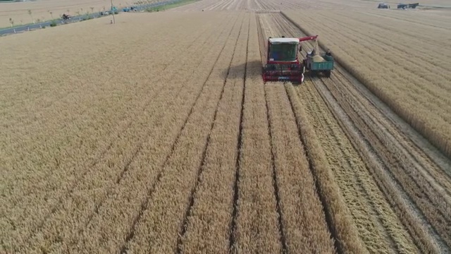 夏日芒种收割小麦收割机麦田走路视频素材