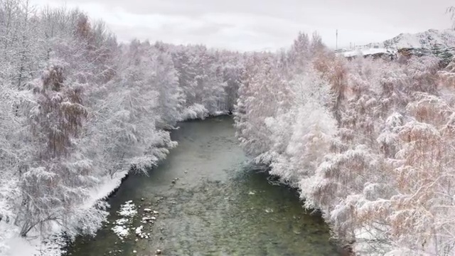 可可托海白桦林冬景视频素材