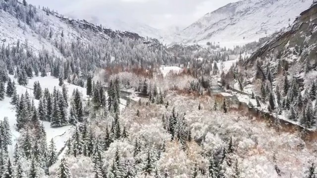 可可托海白桦林冬景视频素材