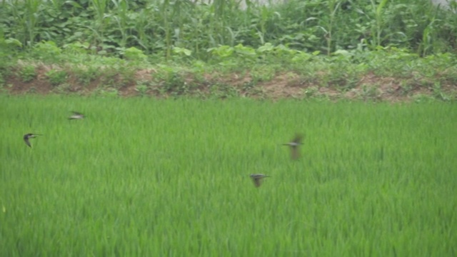 夏日盛夏下雨前燕子低飞水稻田视频下载