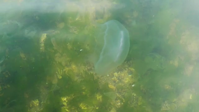 海边的水母视频素材