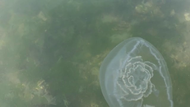 海边的水母视频素材