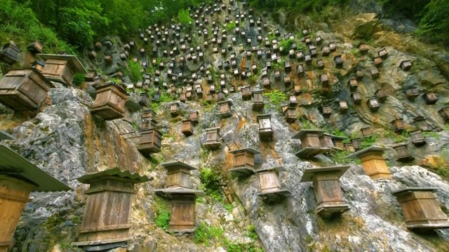 神农架岩壁上的蜂巢视频下载
