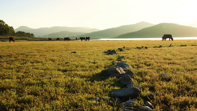 晨熙湖边的草原日出金光下的牛吃草视频下载