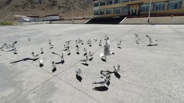 西藏班公湖红嘴鸥视频素材