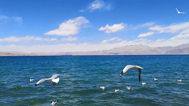 西藏班公湖红嘴鸥视频素材