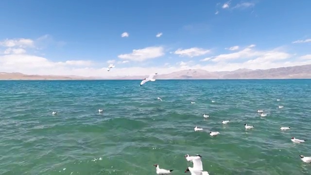 西藏阿里班公湖红嘴鸥视频素材