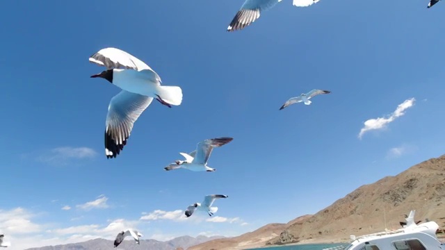 西藏阿里班公湖红嘴鸥视频购买
