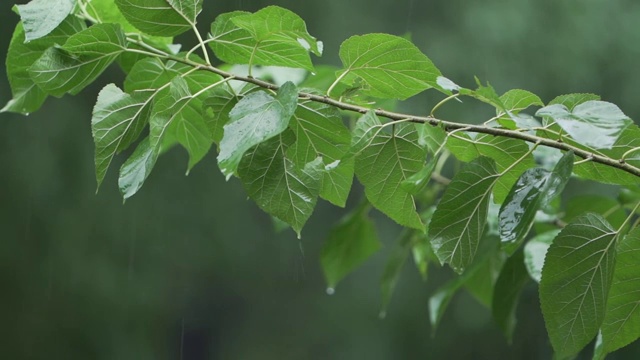 雨天的树木视频素材
