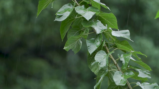 雨天的树木视频素材