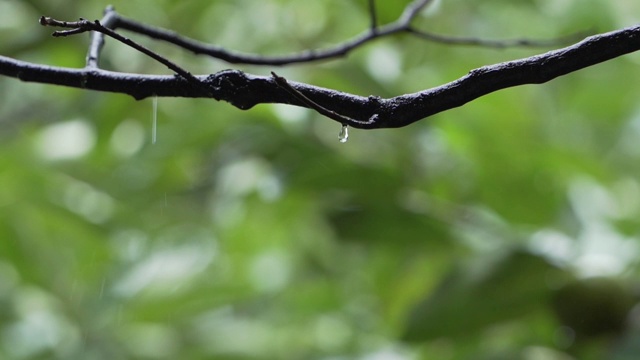 树枝上滴落的雨滴视频素材
