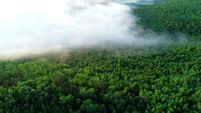航拍大兴安岭原始森林云海视频素材