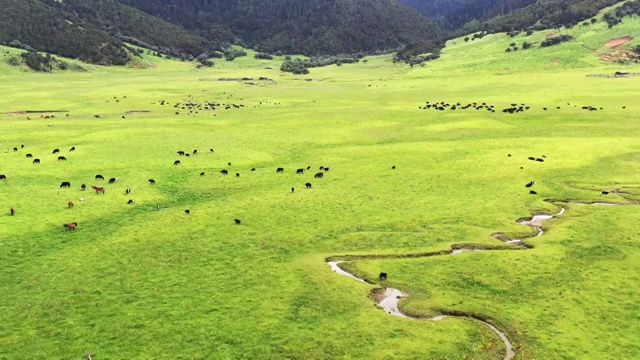 云南香格里拉普达措国家公园高原牧场航拍风光视频素材
