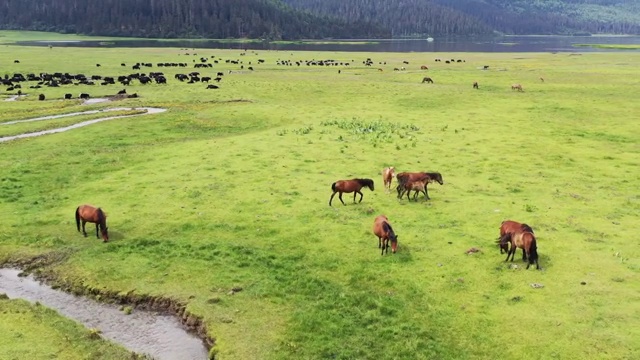 云南香格里拉普达措国家公园高原牧场航拍风光视频素材