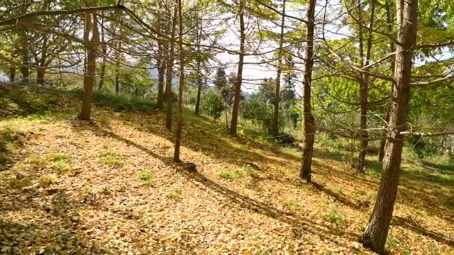 秋天阳光下的银杏树林视频素材