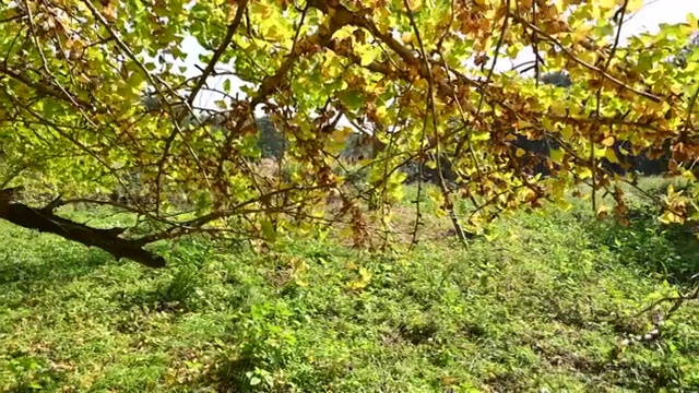 秋天清晨阳光下的银杏树林视频素材