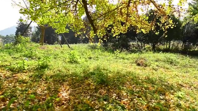 秋天清晨阳光下的银杏树林视频素材