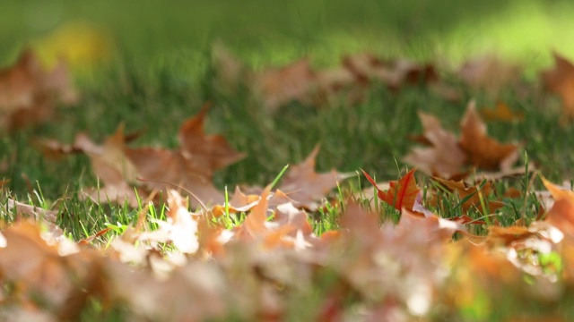 斑驳的光影里，一个人走过深秋落满枫叶的草地视频素材