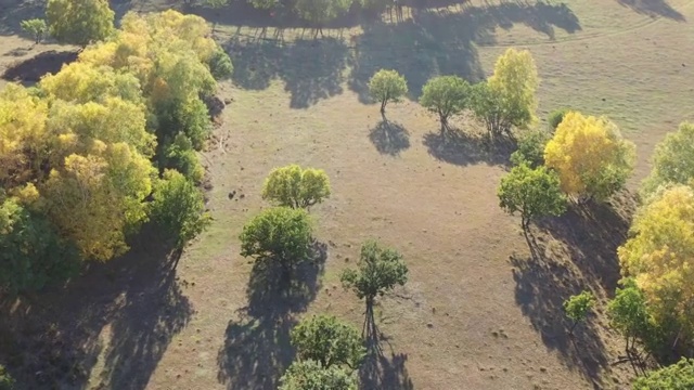航拍内蒙古乌兰布统坝上草原秋季白天树木视频素材