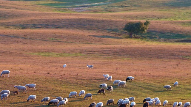 秋日草原上的羊群视频下载