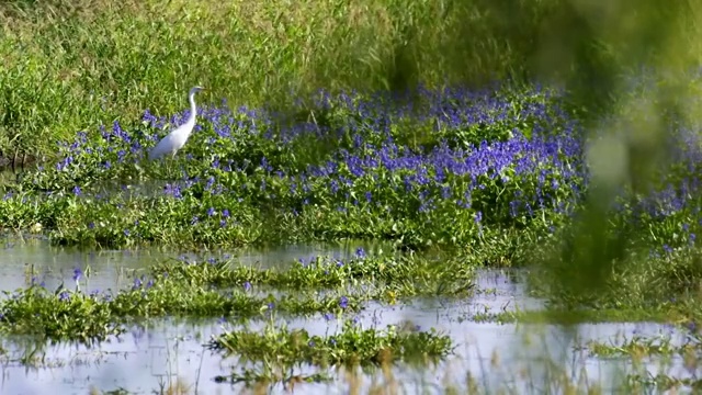 白鹭在花海觅食视频素材