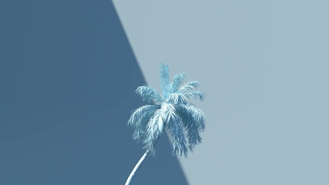 3D渲染随风飘动的柔色椰子树视频下载