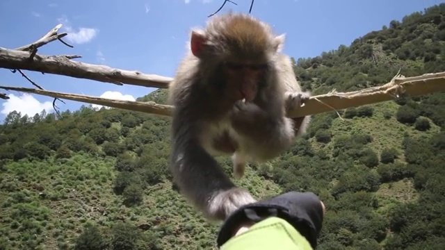 猴子正在吃食物视频素材