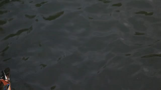 在水里嬉戏的鸳鸯视频素材