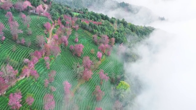云南大理南涧无量山自然保护区樱花谷航拍自然风光 普洱视频素材