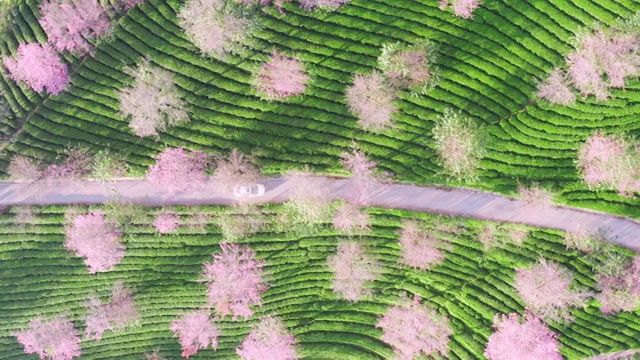 云南大理南涧无量山自然保护区樱花谷航拍自然风光 普洱视频素材