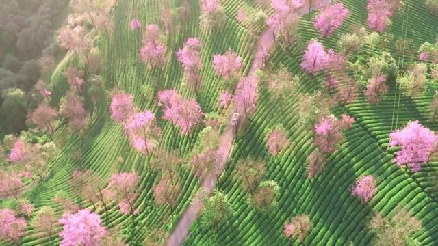 云南大理南涧无量山自然保护区樱花谷航拍自然风光 普洱视频购买