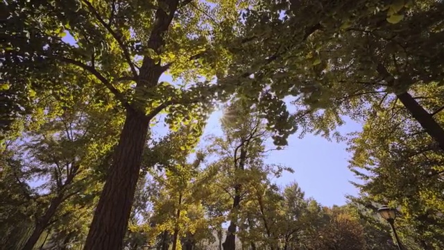 阳光透过树叶稀稀疏疏的星芒射线视频素材