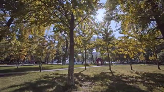 中国人民大学校园树林视频素材