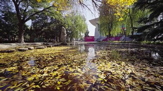 中国人民大学金色秋天一勺池视频素材