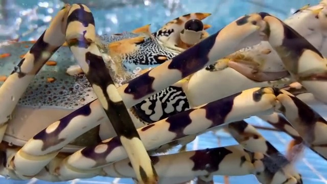 玻璃缸里的海鲜大龙虾视频素材