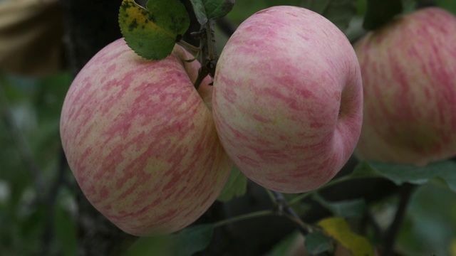 苹果种植园视频素材